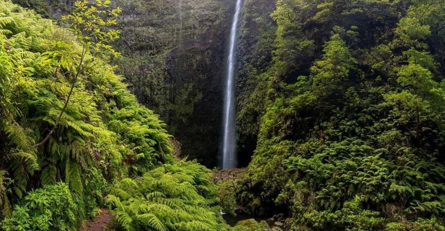 Queimadas Caldeirão Verde Madeira Island Walk - Guide quality: what you gain when someone local talks plants and animals