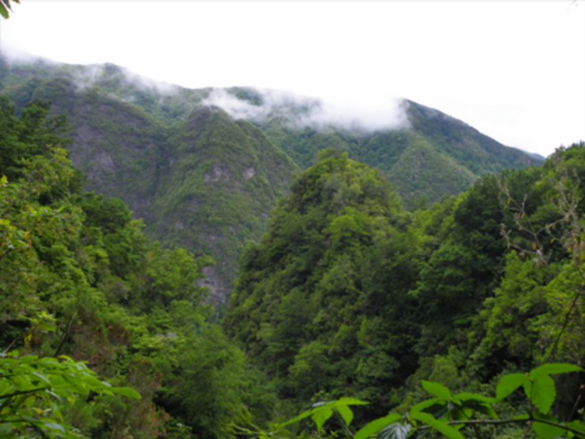 Queimadas Caldeirão Verde Walking tour with guide - Why Caldeirão Verde feels like a Madeira classic, not a generic hike