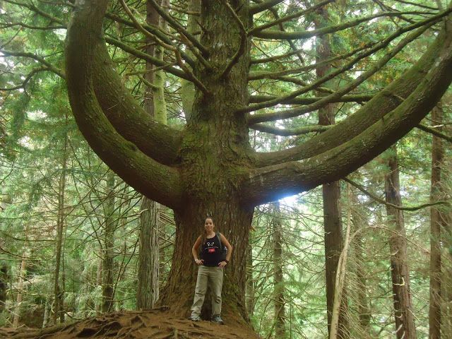 Queimadas Natural Park 5-Hour Guided Hike - The 12 km levada walk at about 990 m