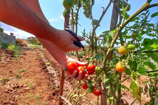 "Re-Canto" Farm-to-Table with Stunning Views at Madeira - A Sunset-First Dinner With Espetada in Funchal