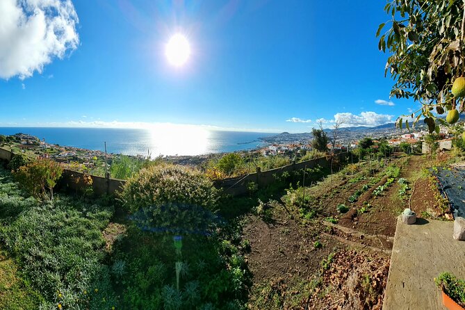 "Re-Canto" Farm-to-Table with Stunning Views at Madeira - Harvest Help and What It Does to Your Dinner