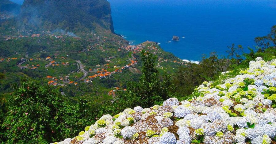 Referta / Castelejo - Levada Walk - Levada walking and what endemic plants look like in real life