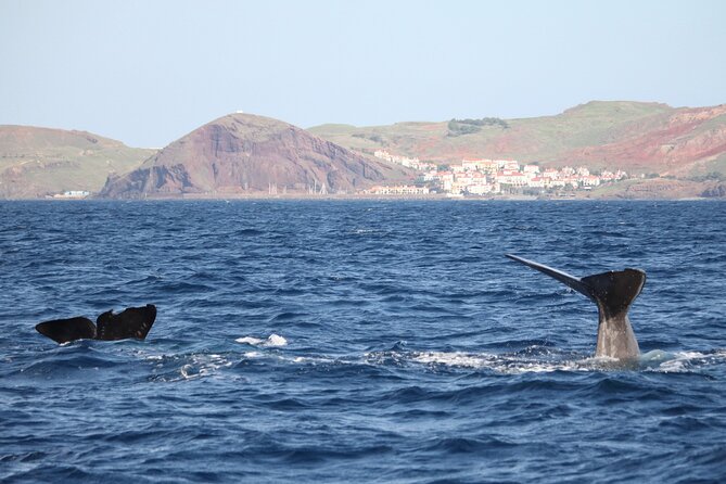 Responsible Whales and/or Dolphins Watching Tour - Madeira whale and dolphin watching from Funchal, what makes it special