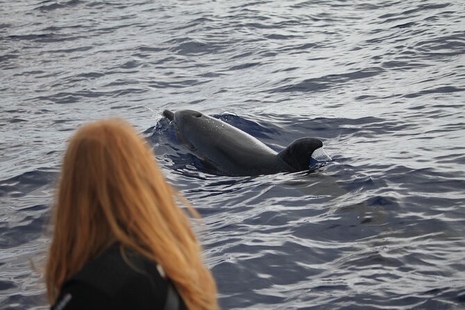 Responsible Whales and/or Dolphins Watching Tour - Species you can hope to see, and why sightings vary