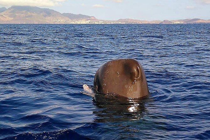 Responsible Whales and/or Dolphins Watching Tour - Duration and value, is $59.28 worth it?