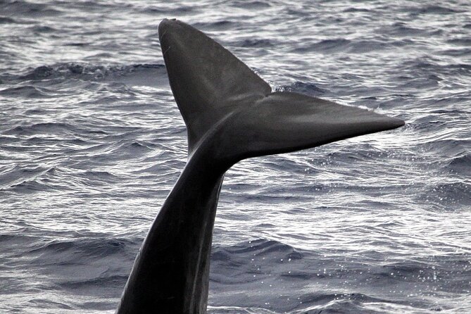 Responsible Whales and/or Dolphins Watching Tour - What you do on the water, from coastline views to whale spotting