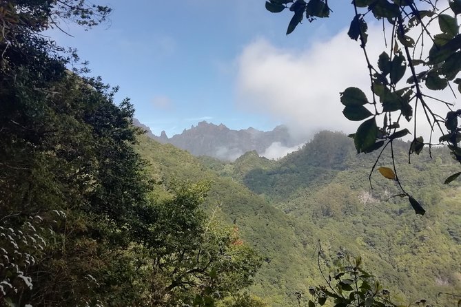 Ribeiro Frio - Portela - What you’ll notice along the way: plants, birds, and Laurissilva details