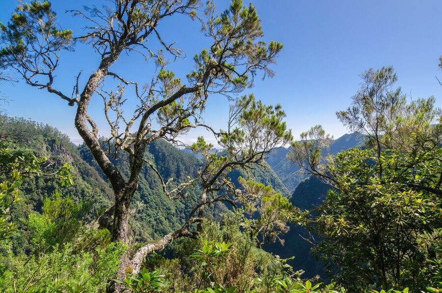 Ribeiro Frio / Portela - Levada Walk - What to pack for a no-lunch levada walk