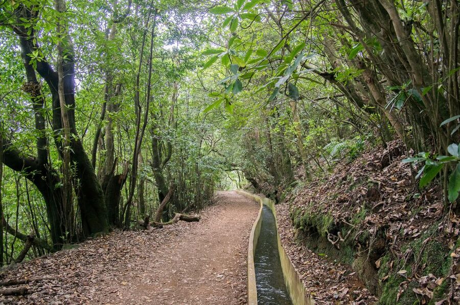 Ribeiro Frio / Portela - Levada Walk - Who should book this Madeira levada walk