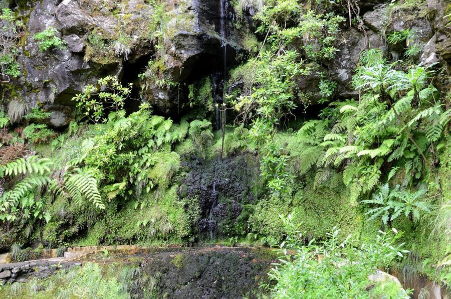Ribeiro Frio / Portela - Levada Walk - Should you book Ribeiro Frio / Portela?