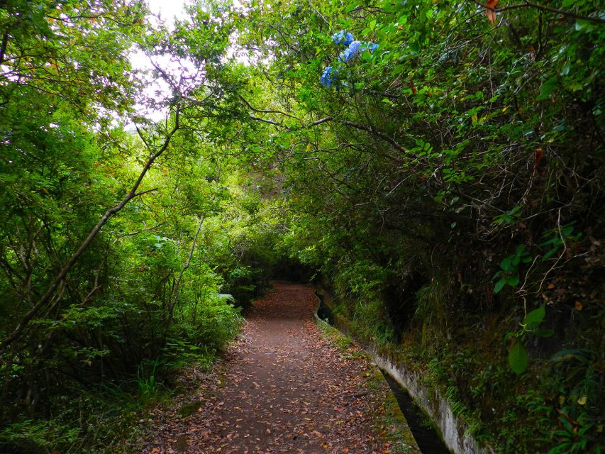 Ribeiro Frio / Portela - Levada Walk - Walking the levada: laurel shade, heather light, and endemic species