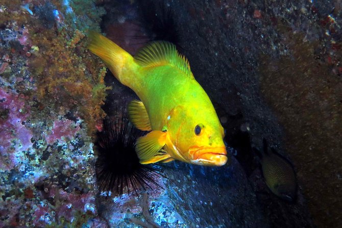 Scuba Diving Experience in Madeira - Quick hits before you go
