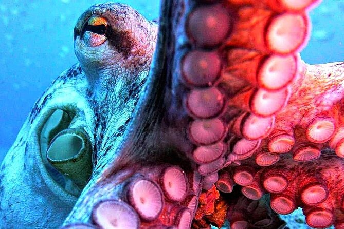 Scuba Diving Experience in Madeira - Your time in the sea: what to expect at 12m and how long you stay