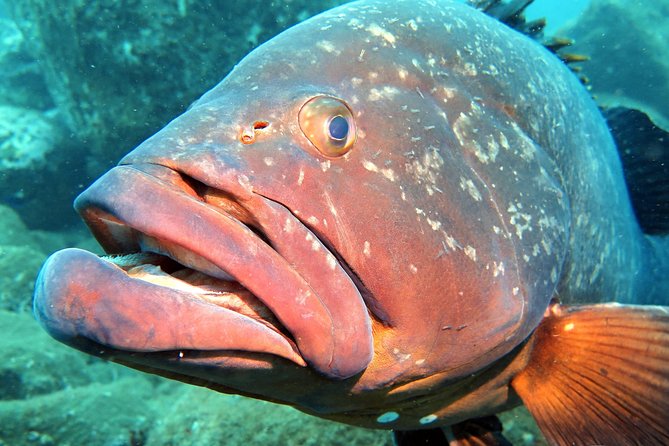 Scuba Diving Experience in Madeira - The instructor team: what I’d look for in reviews like these