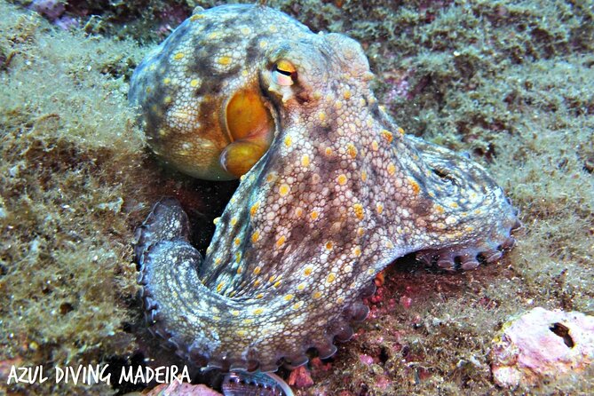 Scuba Diving Experience in Madeira - Who this first scuba program is best for