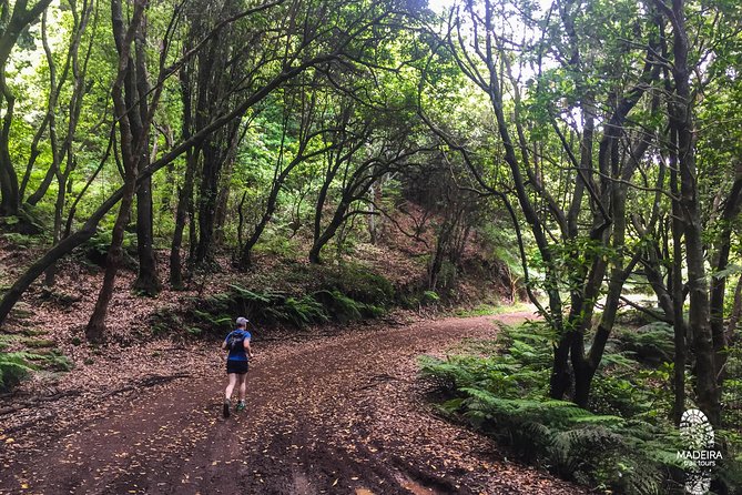 Sea 2 Mountain Running Tour (Moderate-Hard) - Levadas and Native Laurissilva Forest, Where the Time Feels Slower