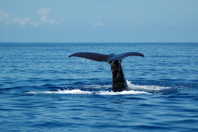 Seaborn Catamaran trips - What the Crew Actually Does During the Trip