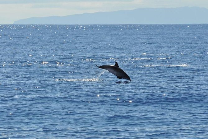 Seaborn Catamaran trips - Who Should Book This Seaborn Catamaran Trip