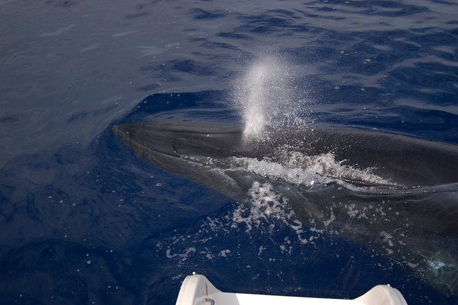 Seaborn Catamaran trips - Wildlife Watching With Responsible Dolphin and Whale Behavior