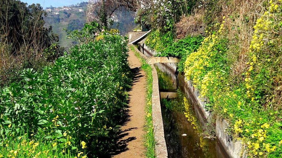 Serra de Água Valley Levada Walk - Pace and group experience: what you should expect from the guide