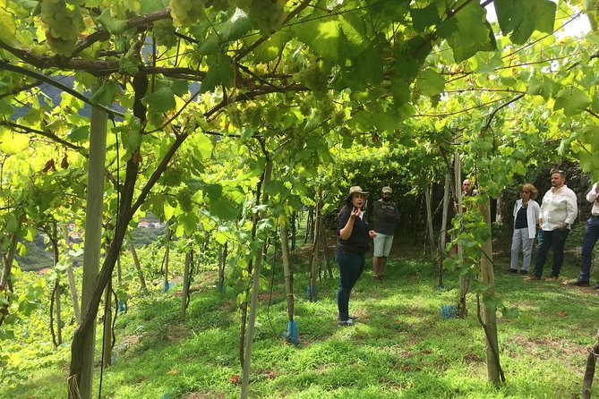 Signature Wine Tastings, Skywalk, Nature 4x4 Open Roof Expedition - Wine Tasting Like a Pro: How to Taste Without Getting Lost
