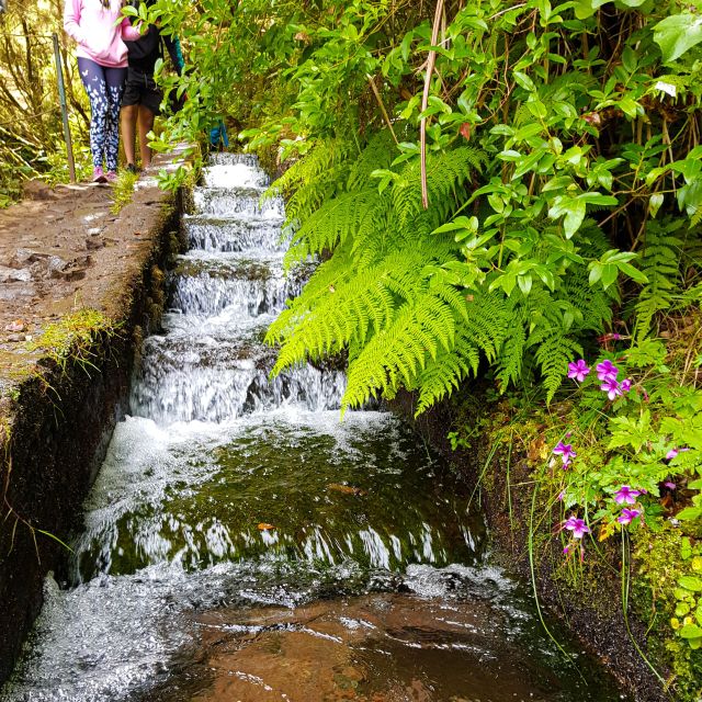 Small Group Walks Rabaçal 25 Fontes - Laurissilva forest and levada canals: what the first stretch feels like