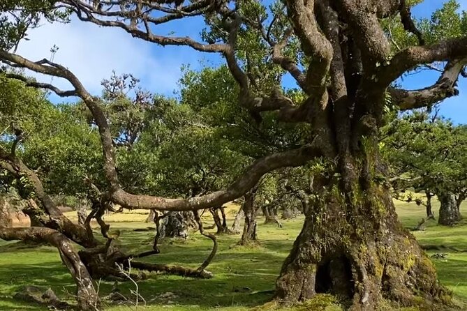 Small Group West Tour Waterfalls & Fanal Forest Tour - West-to-North Madeira in One Long Day