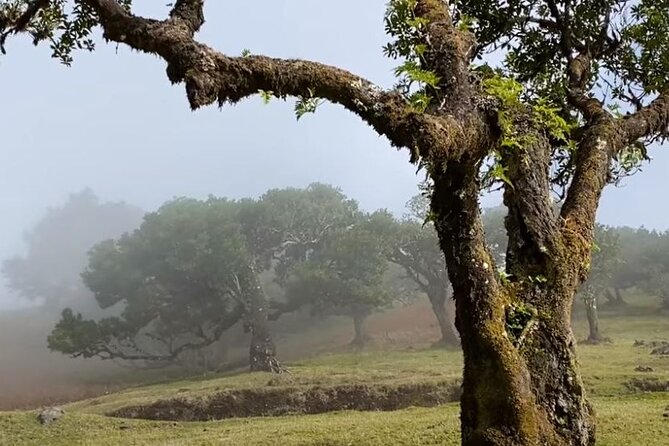 Small Group West Tour Waterfalls & Fanal Forest Tour - Ponta do Sol: quick valley views and banana country vibes