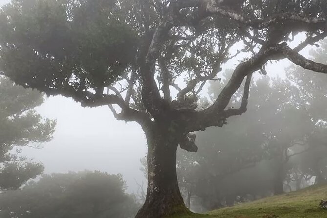 Small Group West Tour Waterfalls & Fanal Forest Tour - Vereda do Fanal: the foggy laurel forest moment (and why you should pack a jacket)