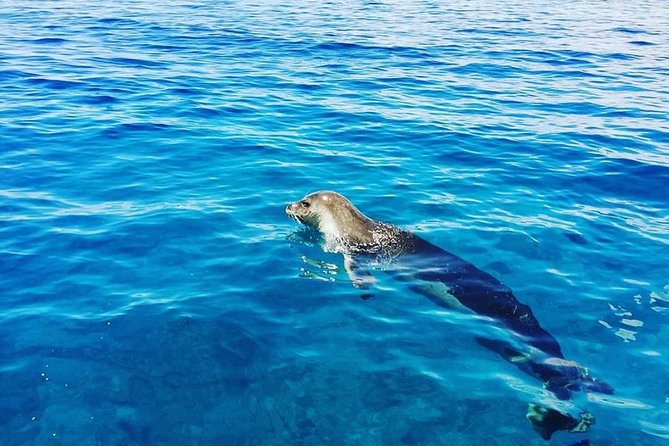 Snorkelling Trip at Ponta de São Lourenço Protected Area - The boat ride and the snorkel stop near the cliffs