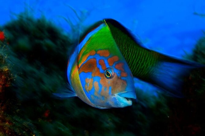 Snorkelling Trip at Ponta de São Lourenço Protected Area - Who this snorkel trip fits best, and who should reconsider