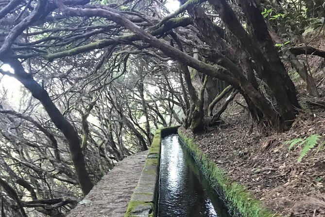 Twenty-Five Fountains Levada walks (private) - Why this private 25 Fontes and Risco Waterfall day feels worth your time