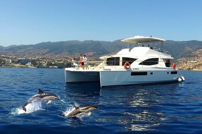 VipDolphins Luxury Whale Watching - Key points before you go