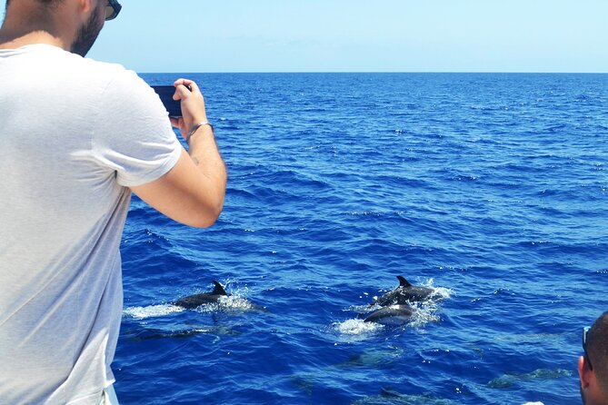 VipDolphins Luxury Whale Watching - Sea state reality check: the only drawback that matters