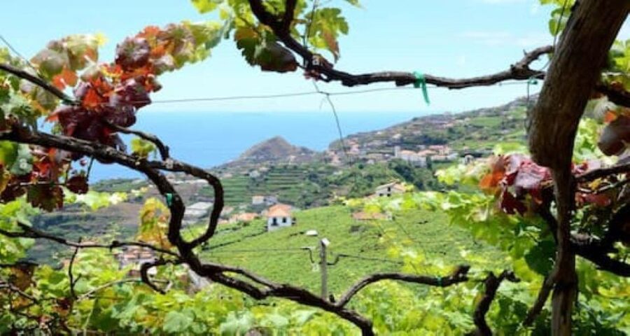 Visiting local Vineyard With Wine Tasting & Lunch included - Key Highlights at a Glance