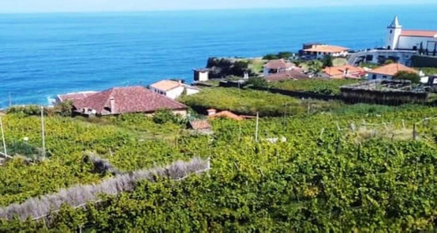 Visiting local Vineyard With Wine Tasting & Lunch included - Sao Vicente Vineyards, Enologist Talk, and an Estate Lunch That Makes Sense
