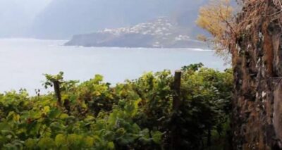 Visiting local Vineyard With Wine Tasting & Lunch included