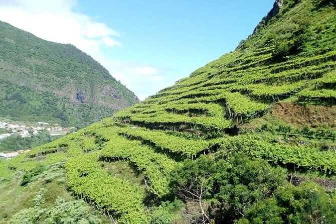 Visiting local Vineyard With Wine Tasting & Lunch included - Camara de Lobos Again: The 1850 Cellar and Fortified-Wine Finale
