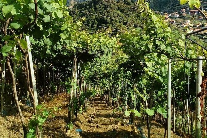 Visiting local Vineyard With Wine Tasting & Lunch included - What Your Money Is Really Paying For at $222.26