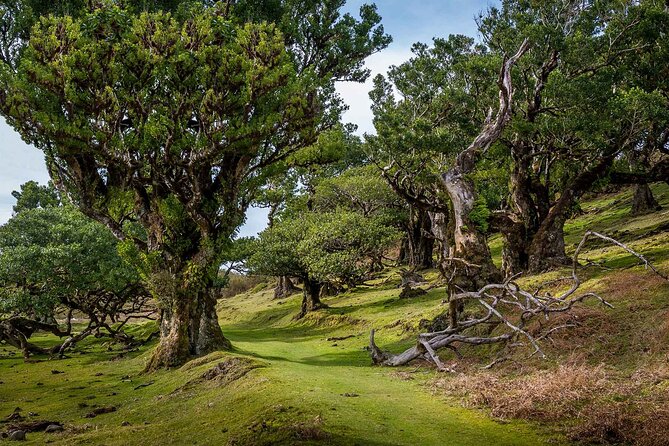 Walk - Levada of Alecrim - Key Highlights to Know Before You Go