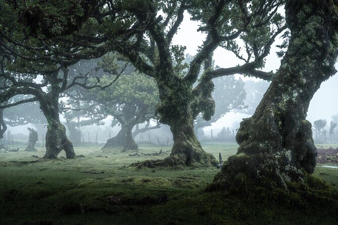 Walk - Levada of Alecrim - Levada do Alecrim: a UNESCO Laurissilva walk with two different worlds