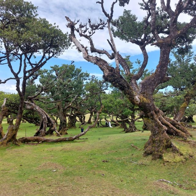 West Madeira:, Laurel Forest, Waterfall, Rock Pools, Walk - Key Things I’d Prioritize on This West Madeira Day