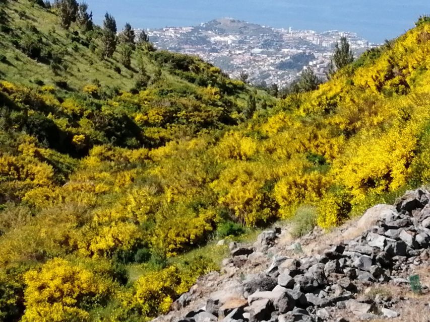 West Madeira:, Laurel Forest, Waterfall, Rock Pools, Walk - Paul da Serra and Fanal Laurel Forest Walk: Misty, Quiet, and Different