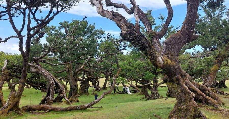 West Madeira:, Laurel Forest, Waterfall, Rock Pools, Walk - Cabo Girão Skywalk: The Height Moment Worth the Small Fee