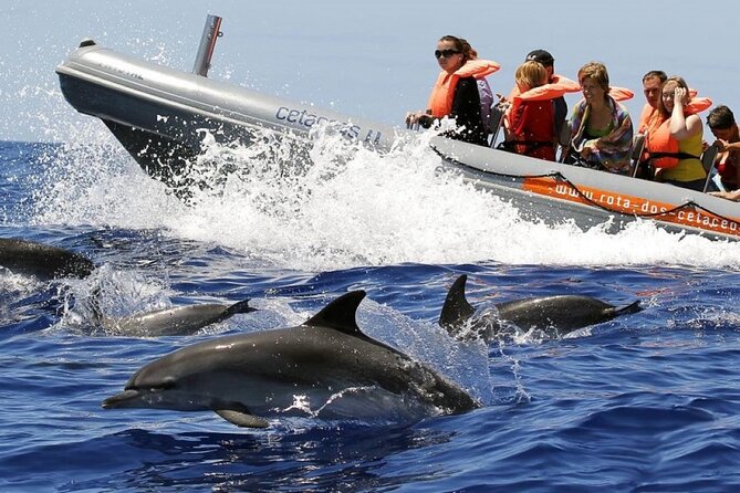 Whale and Dolphin Watching Tour from Funchal - Key things that matter before you go