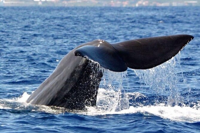 Whale and Dolphin Watching Tour from Funchal - Whale and Dolphin Watching from Funchal: what the experience feels like