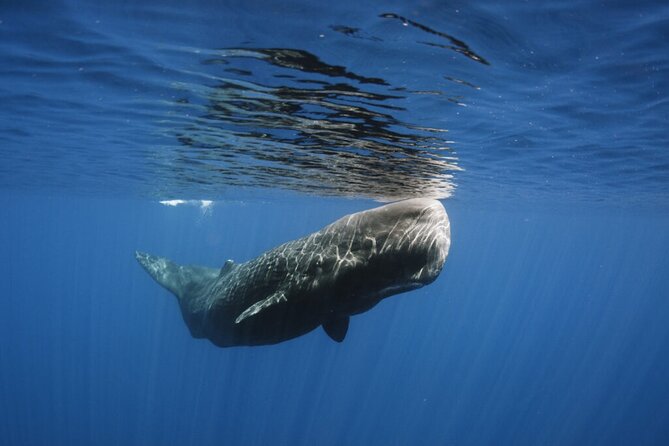 Whale and Dolphin Watching Tour from Funchal - Snorkelling time and the real-world question of swimming with dolphins