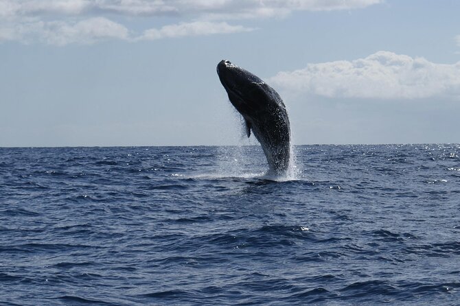 Whale and Dolphin Watching Tour from Funchal - Getting comfortable on a small boat: what to wear and bring