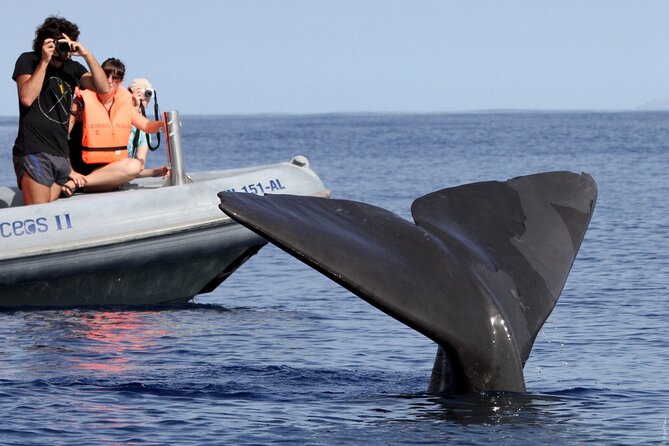 Whale and Dolphin Watching Tour from Funchal - Price and value: is $58.07 worth it from Funchal?