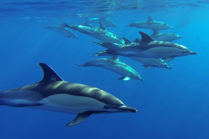 Whale and Dolphin Watching Tour from Funchal - Where you meet and how the timing works on Madeira